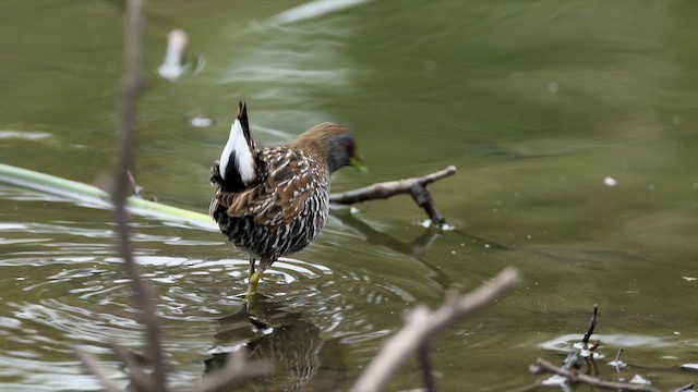 Погонич бурий - ML647071648