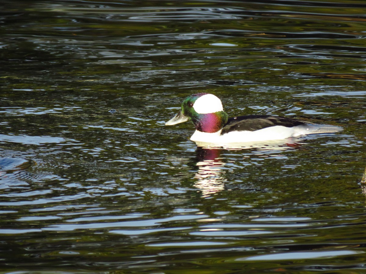 Petit Garrot - ML647071650