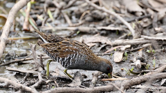 Polluela Australiana - ML647071651