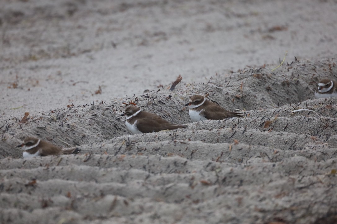 Pluvier semipalmé - ML647071652