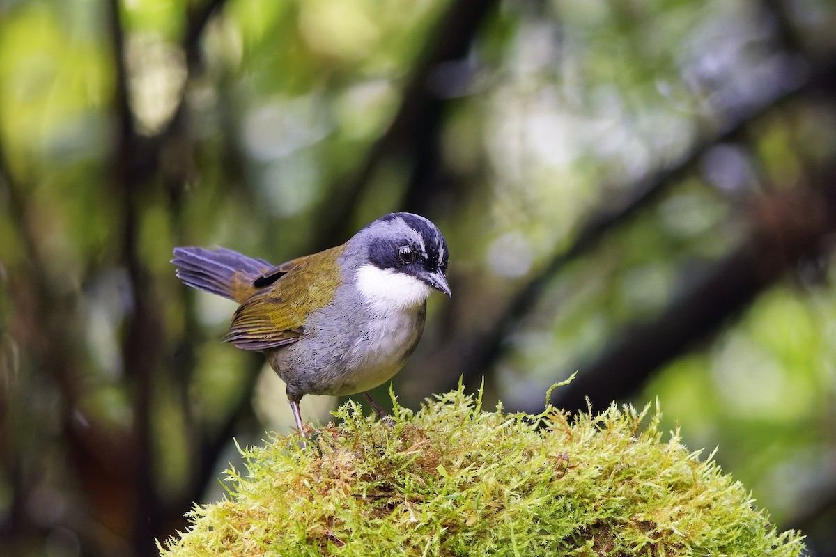 Tohi à raies grises - ML647071653