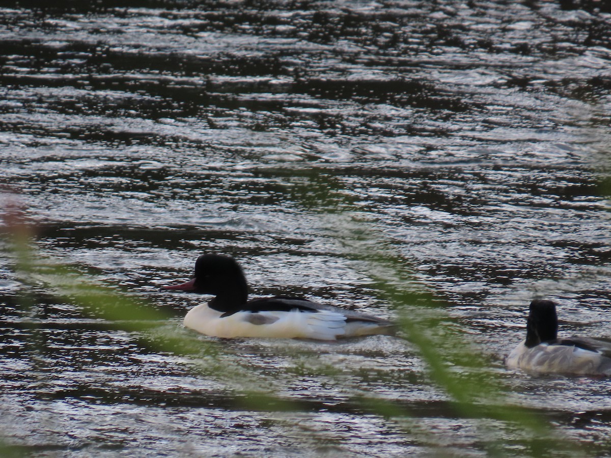 Grand Harle - ML647071654