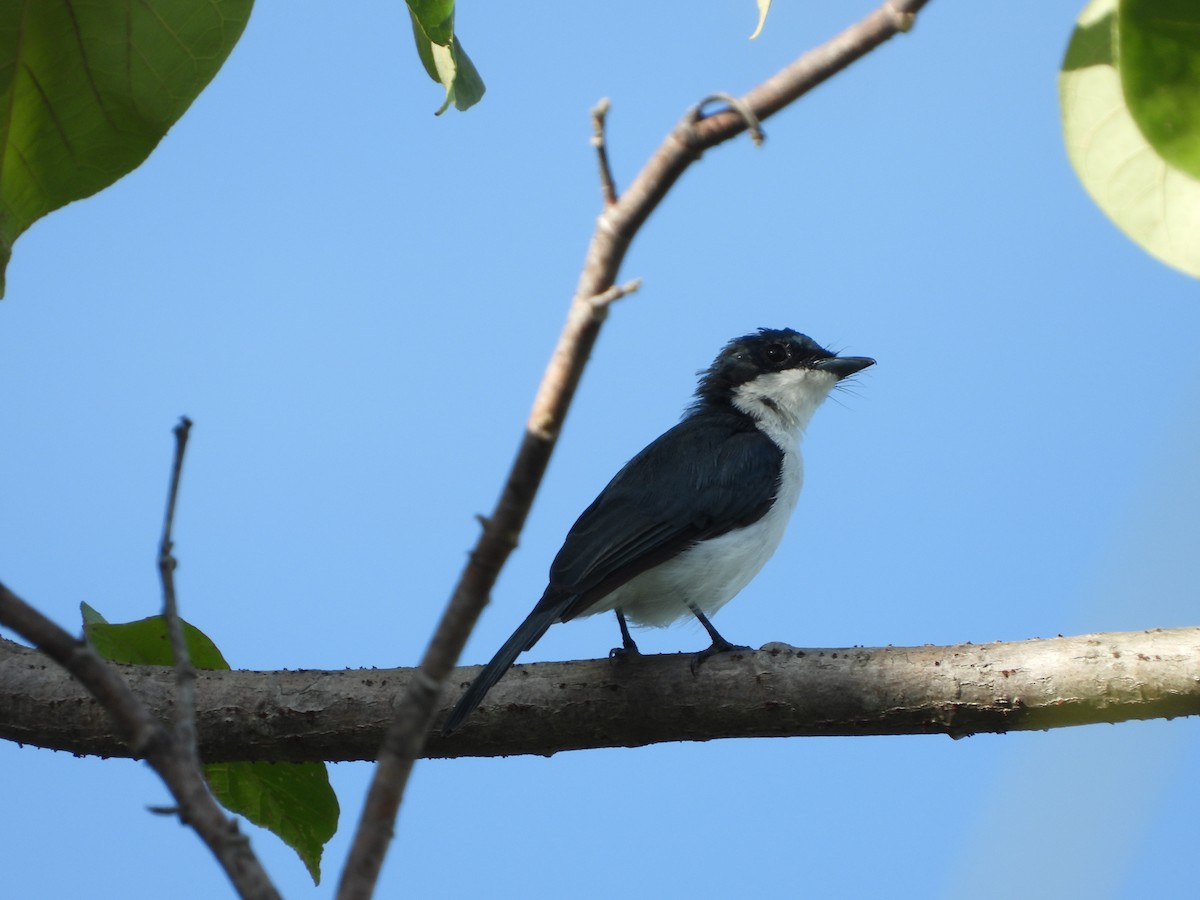 Moluccan Flycatcher - ML647071656