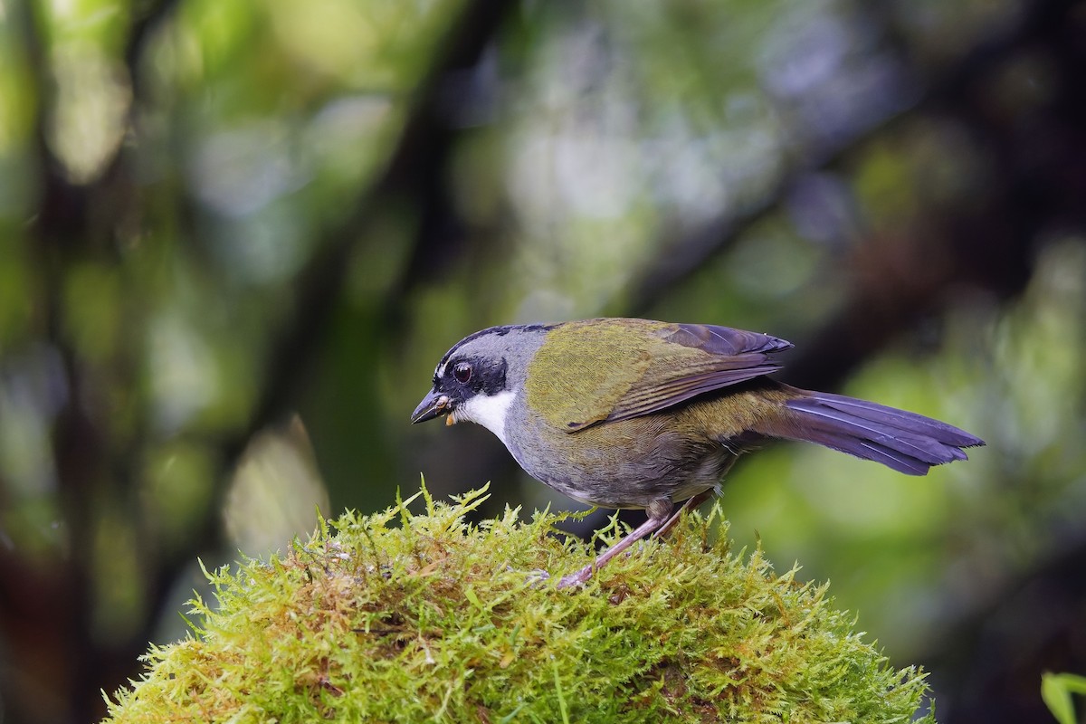 Tohi à raies grises - ML647071657