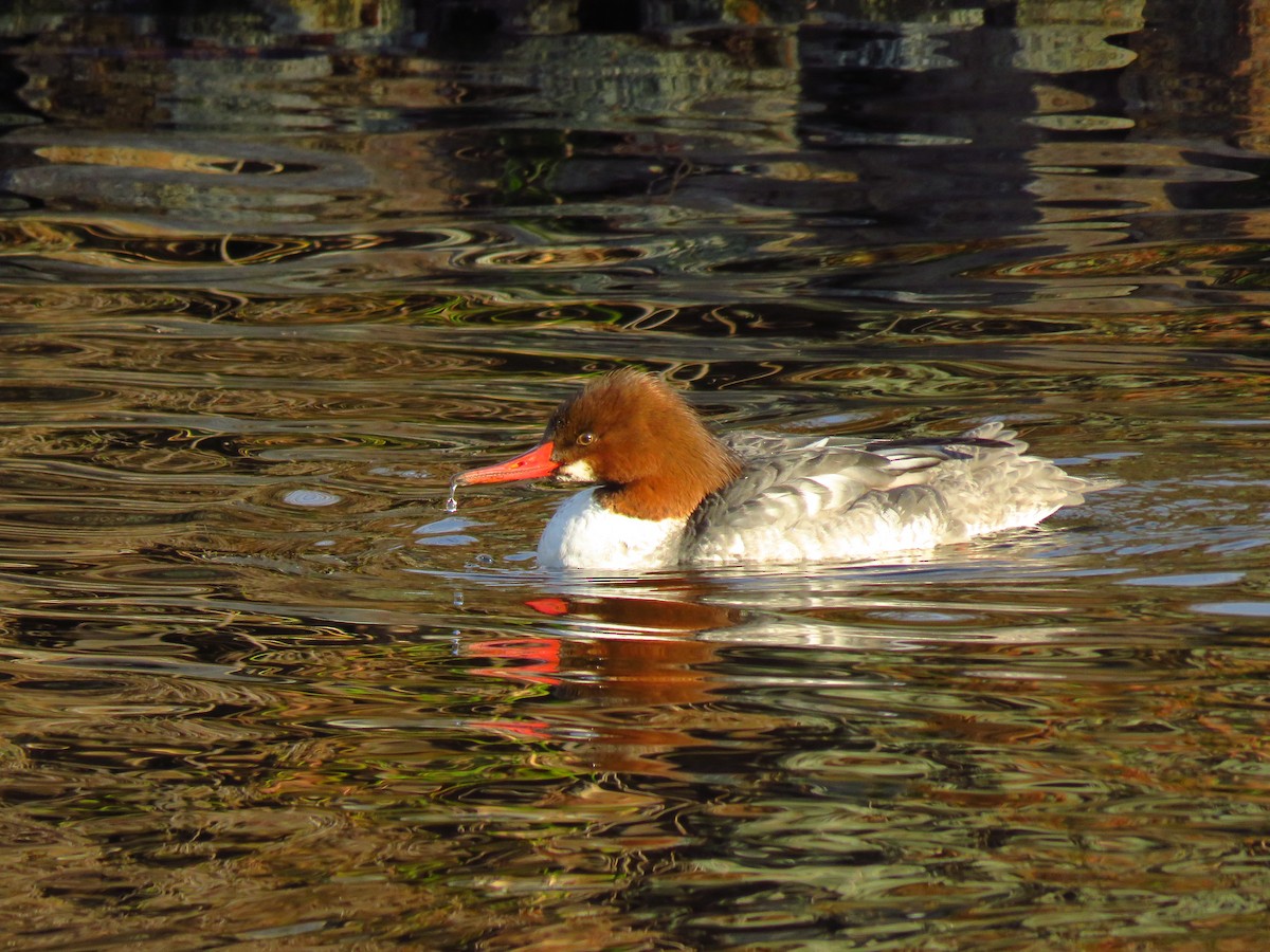 Grand Harle (americanus) - ML647071658