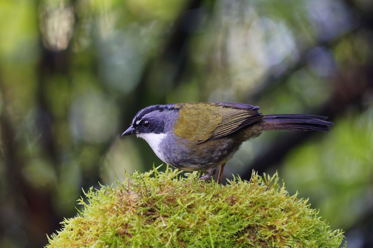 Tohi à raies grises - ML647071659