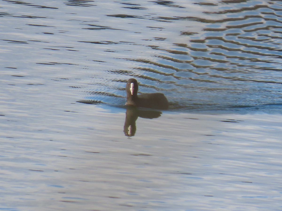 Foulque macroule - ML647071664