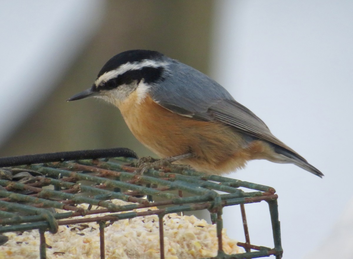 Sittelle à poitrine rousse - ML647071666