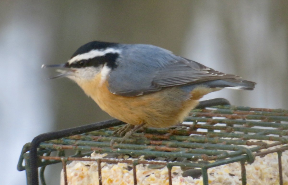 Sittelle à poitrine rousse - ML647071667