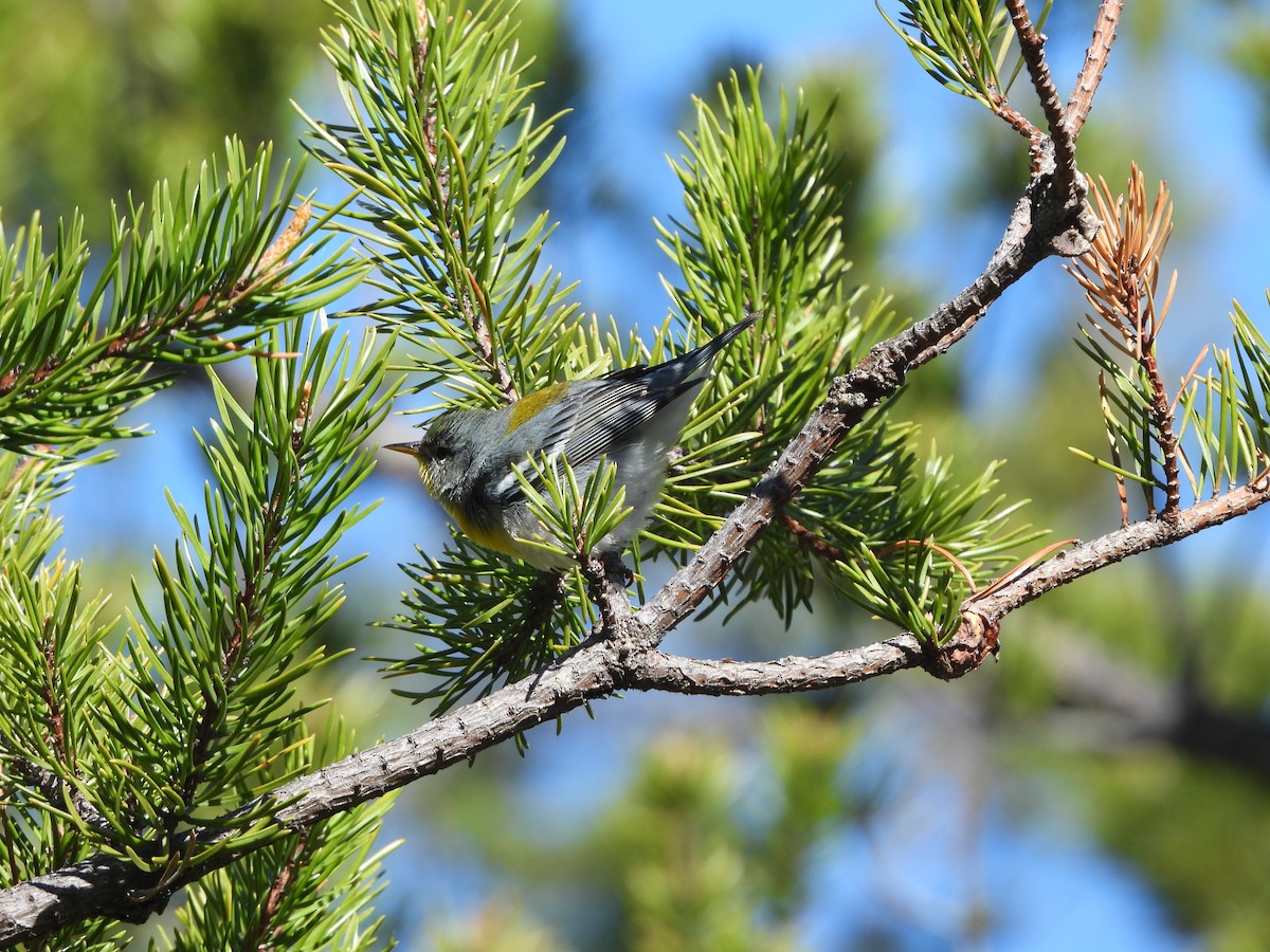 Northern Parula - ML647071674