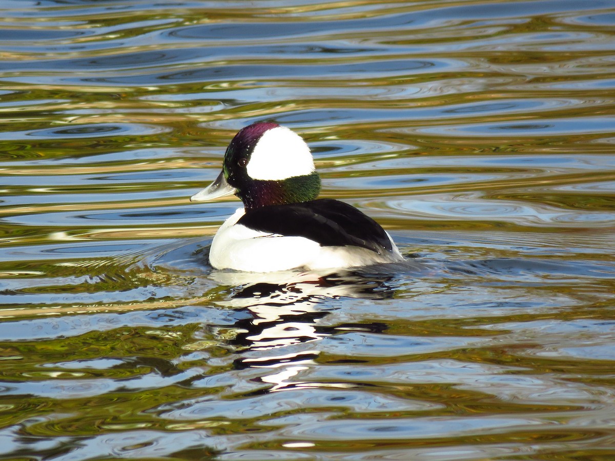 Bufflehead - ML647071676