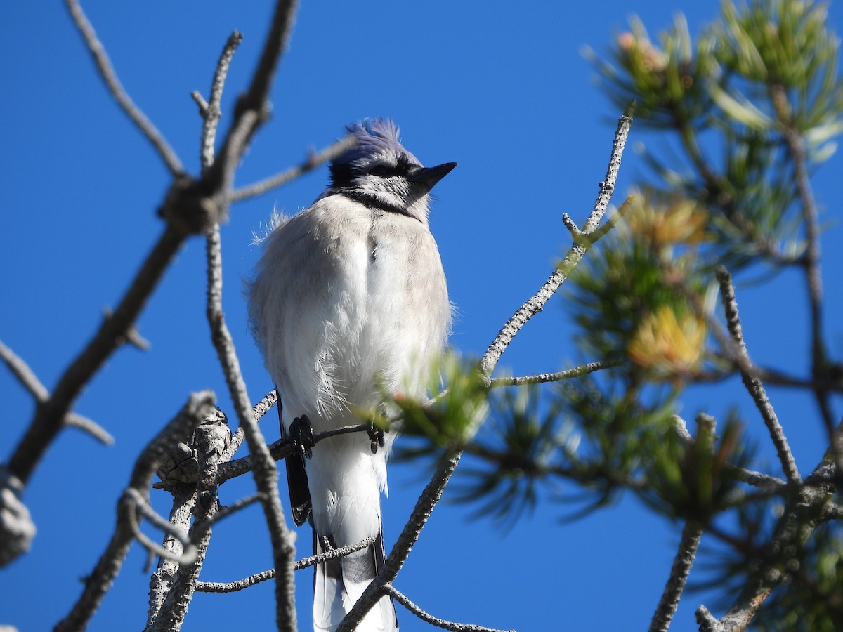 Blue Jay - ML647071677