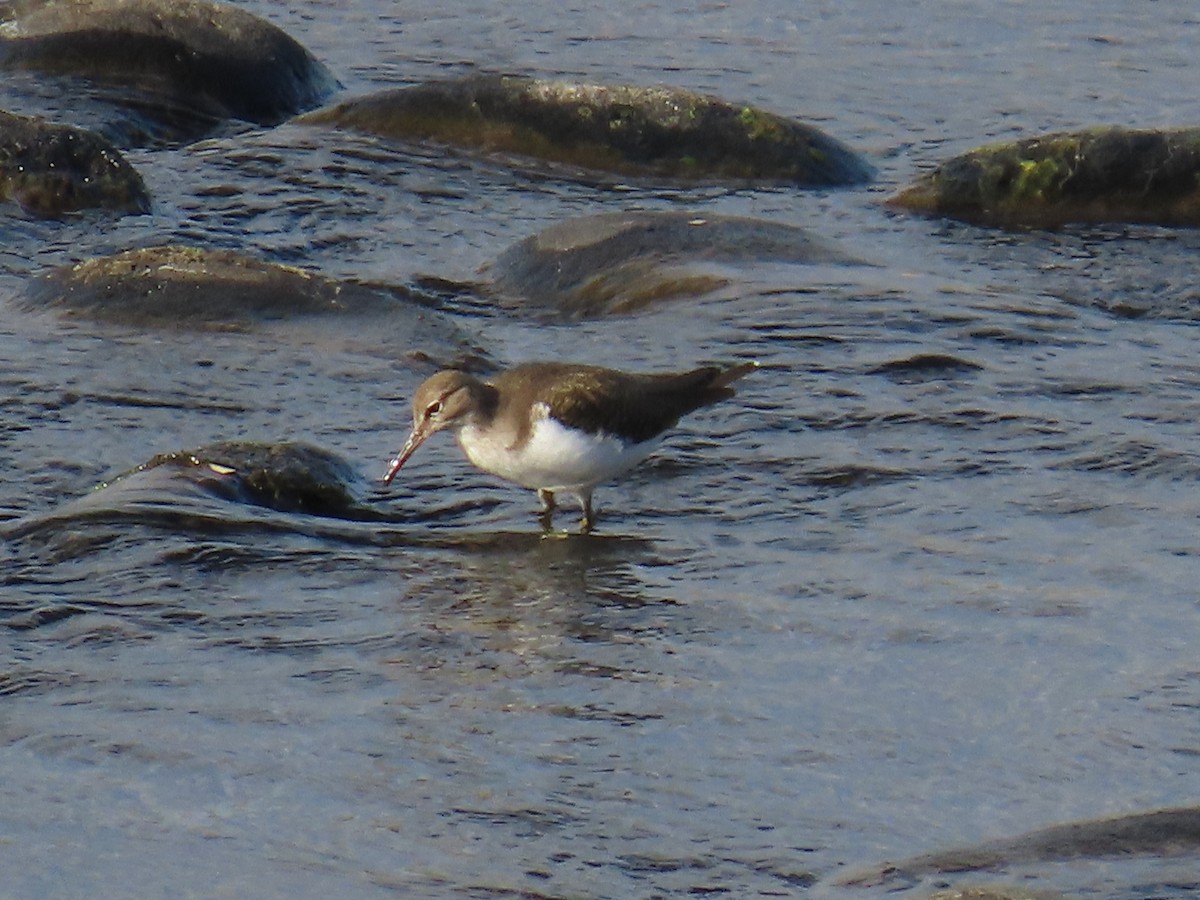 Набережник палеарктичний - ML647071685