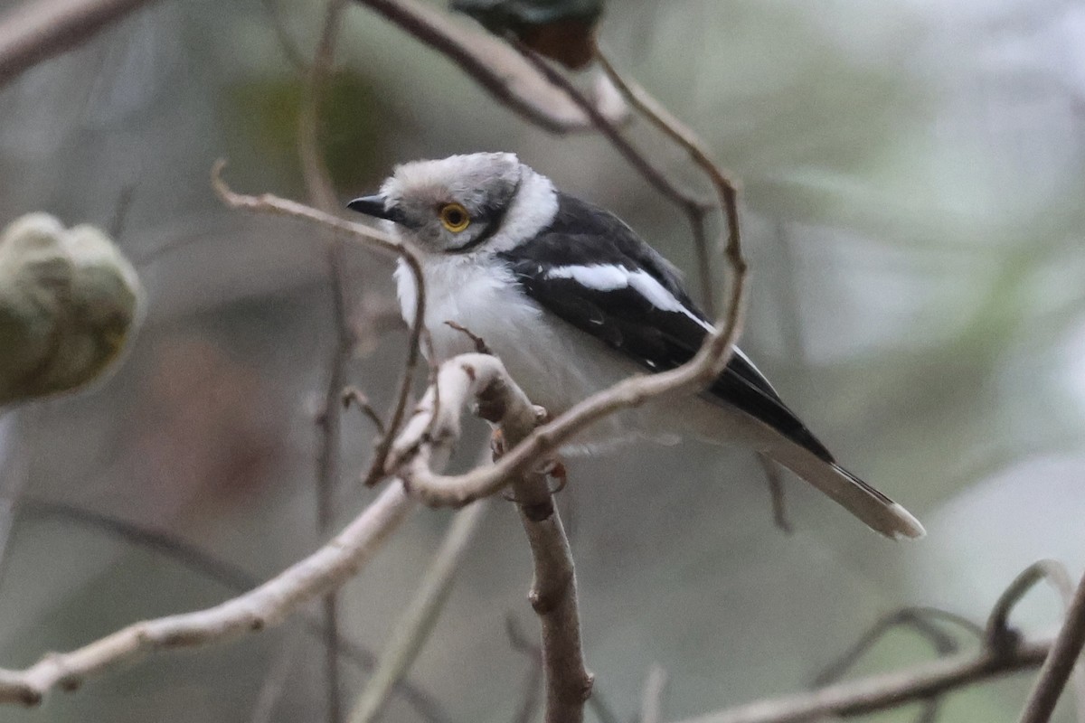 エボシメガネモズ - ML647071687