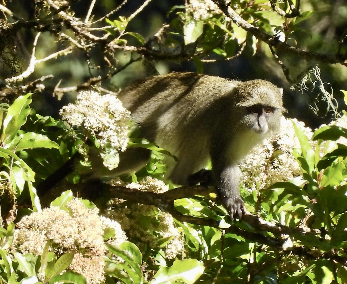 Animals - ML647071692