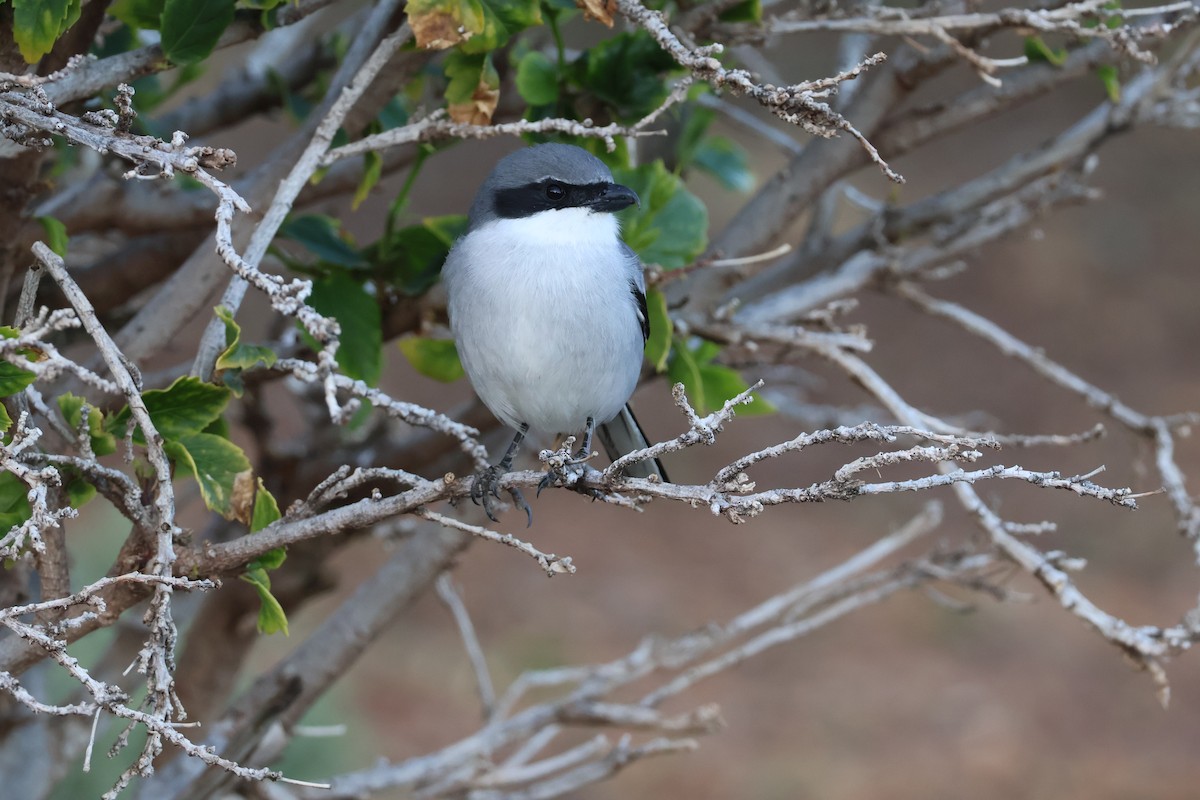 西方灰伯勞 - ML647071693