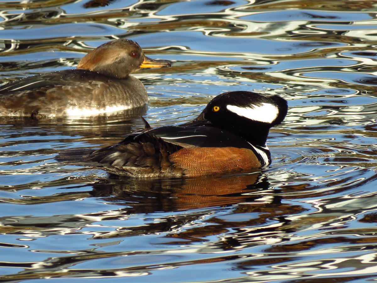 オウギアイサ - ML647071697