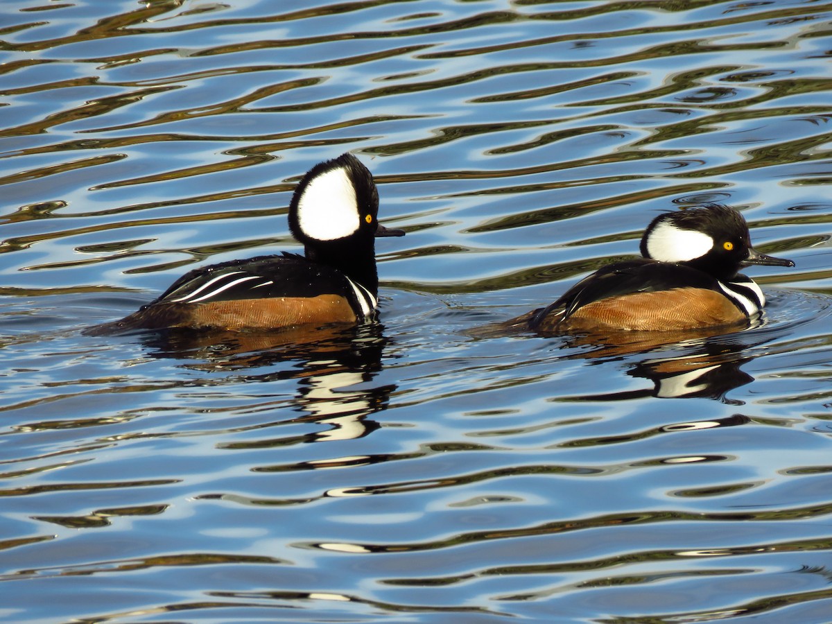 オウギアイサ - ML647071702