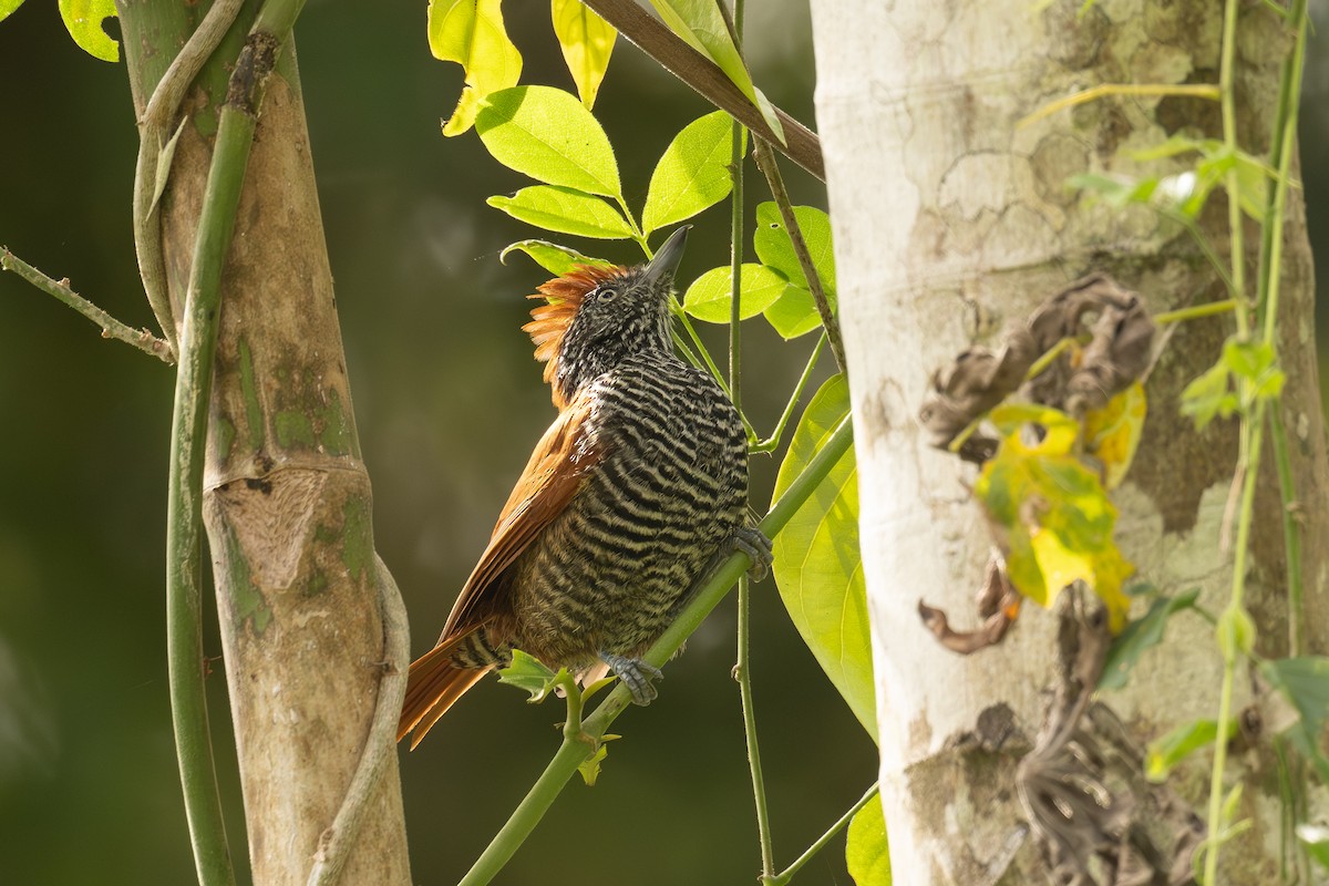 セグロシマアリモズ - ML647071703