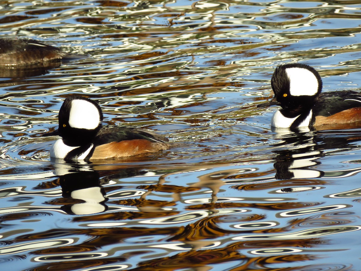 オウギアイサ - ML647071704