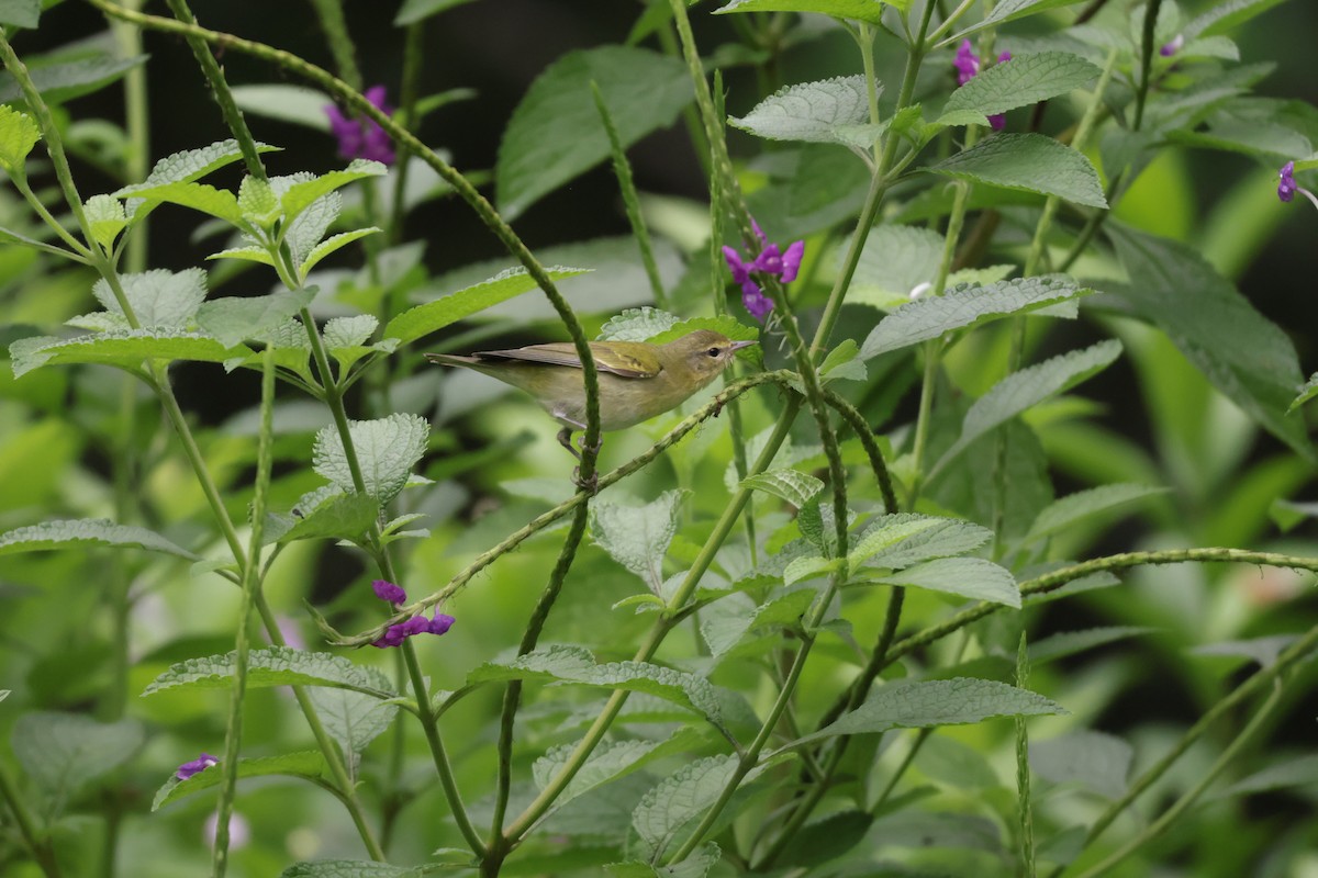 マミジロアメリカムシクイ - ML647071705