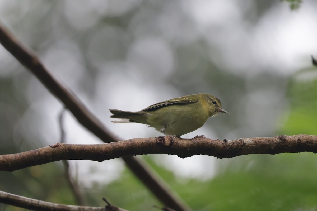 マミジロアメリカムシクイ - ML647071706