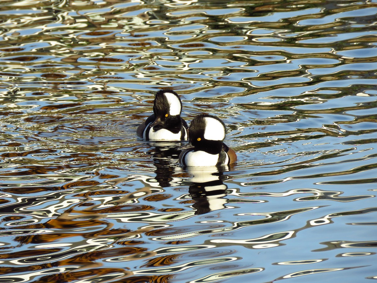 オウギアイサ - ML647071707