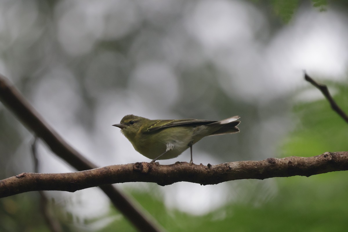 マミジロアメリカムシクイ - ML647071708