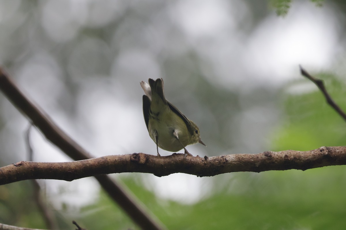 マミジロアメリカムシクイ - ML647071709