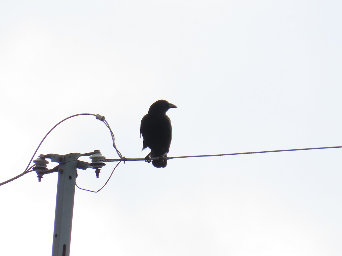 ハシボソガラス - ML647071710