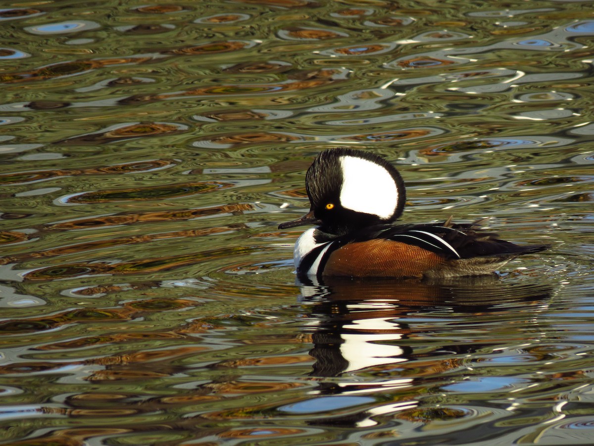 オウギアイサ - ML647071711