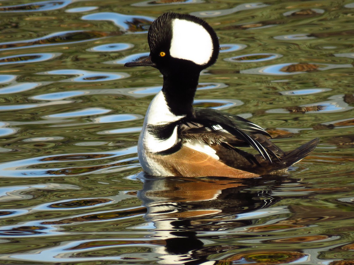 オウギアイサ - ML647071712