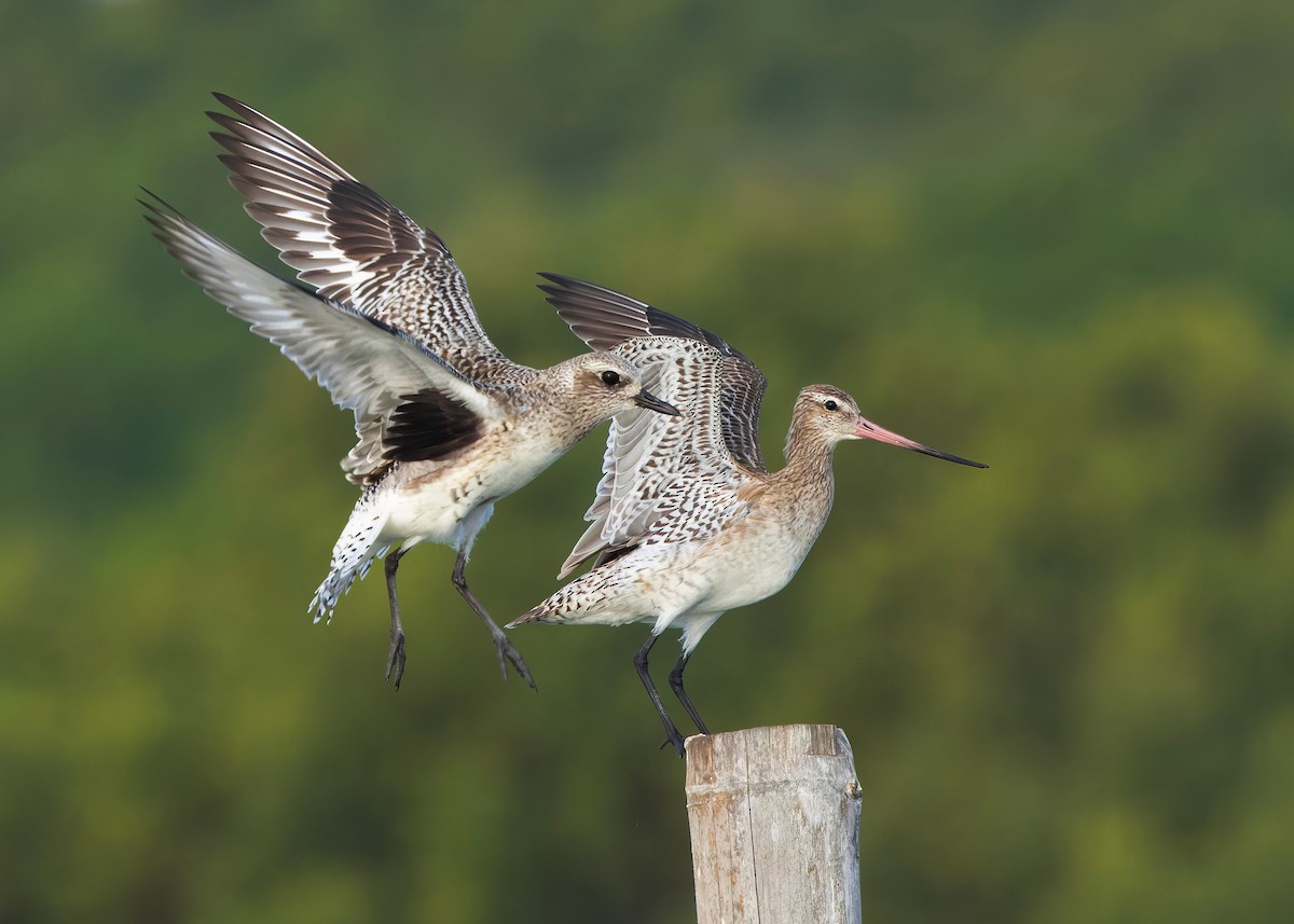 ダイゼン - ML647071713