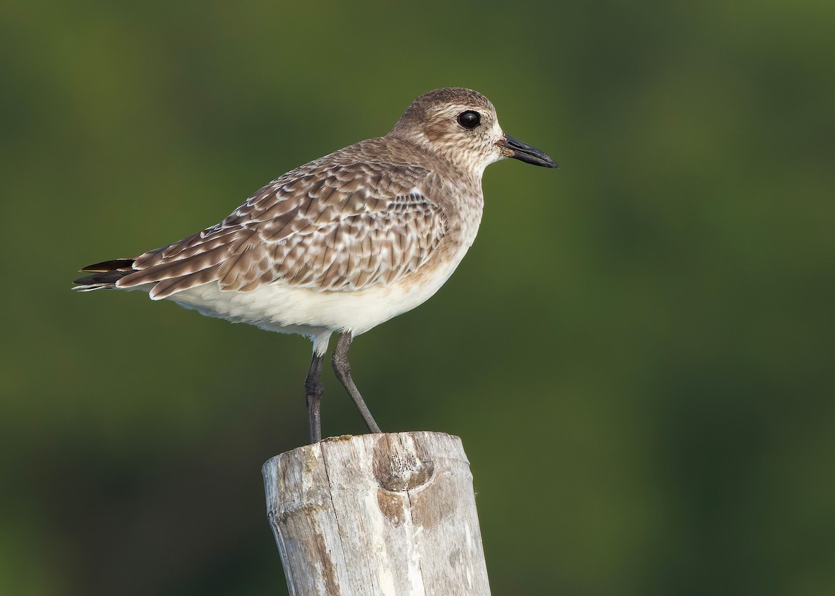 ダイゼン - ML647071714