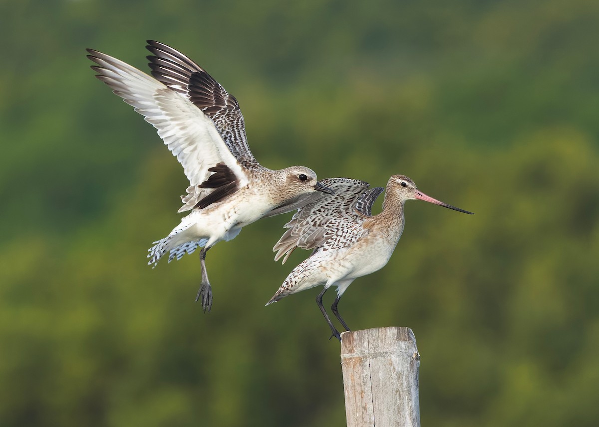 ダイゼン - ML647071715