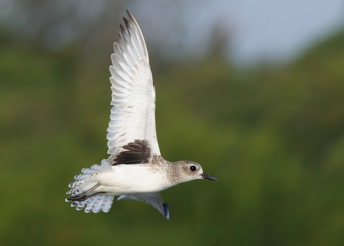 ダイゼン - ML647071716