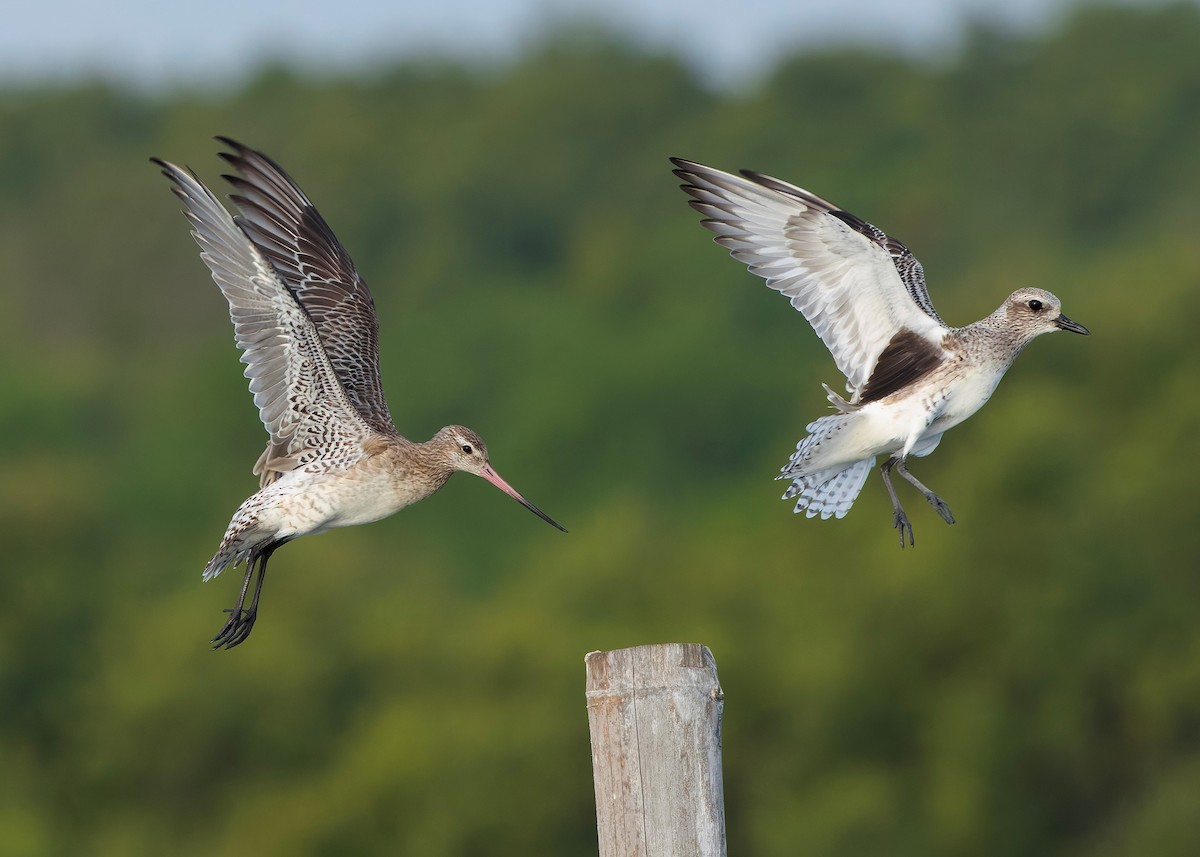 ダイゼン - ML647071717