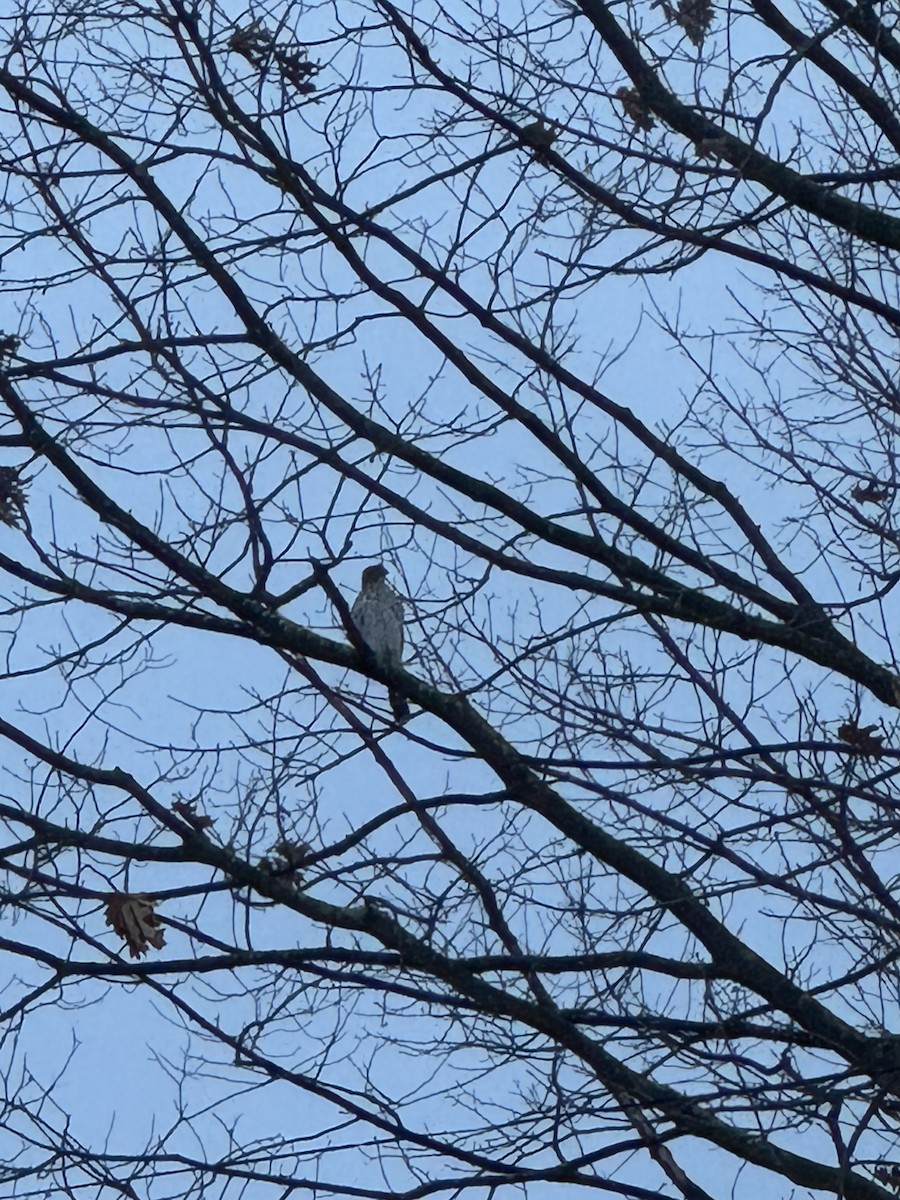 クーパーハイタカ - ML647071718