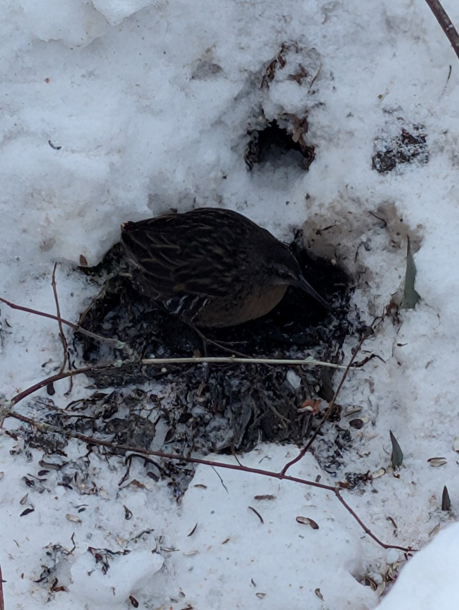 コオニクイナ - ML647071719