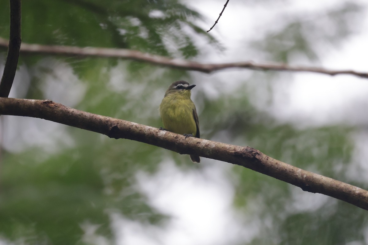 チャズキンコタイランチョウ - ML647071720