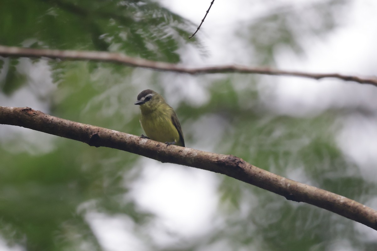 チャズキンコタイランチョウ - ML647071722