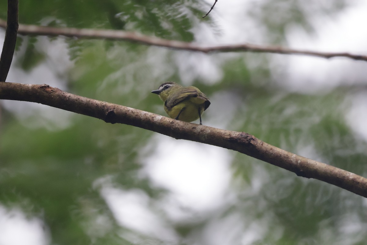 チャズキンコタイランチョウ - ML647071723