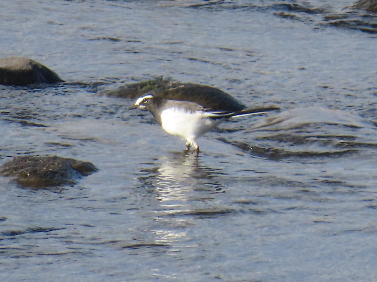 セグロセキレイ - ML647071724