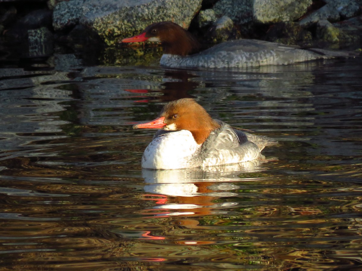 カワアイサ（americanus） - ML647071726