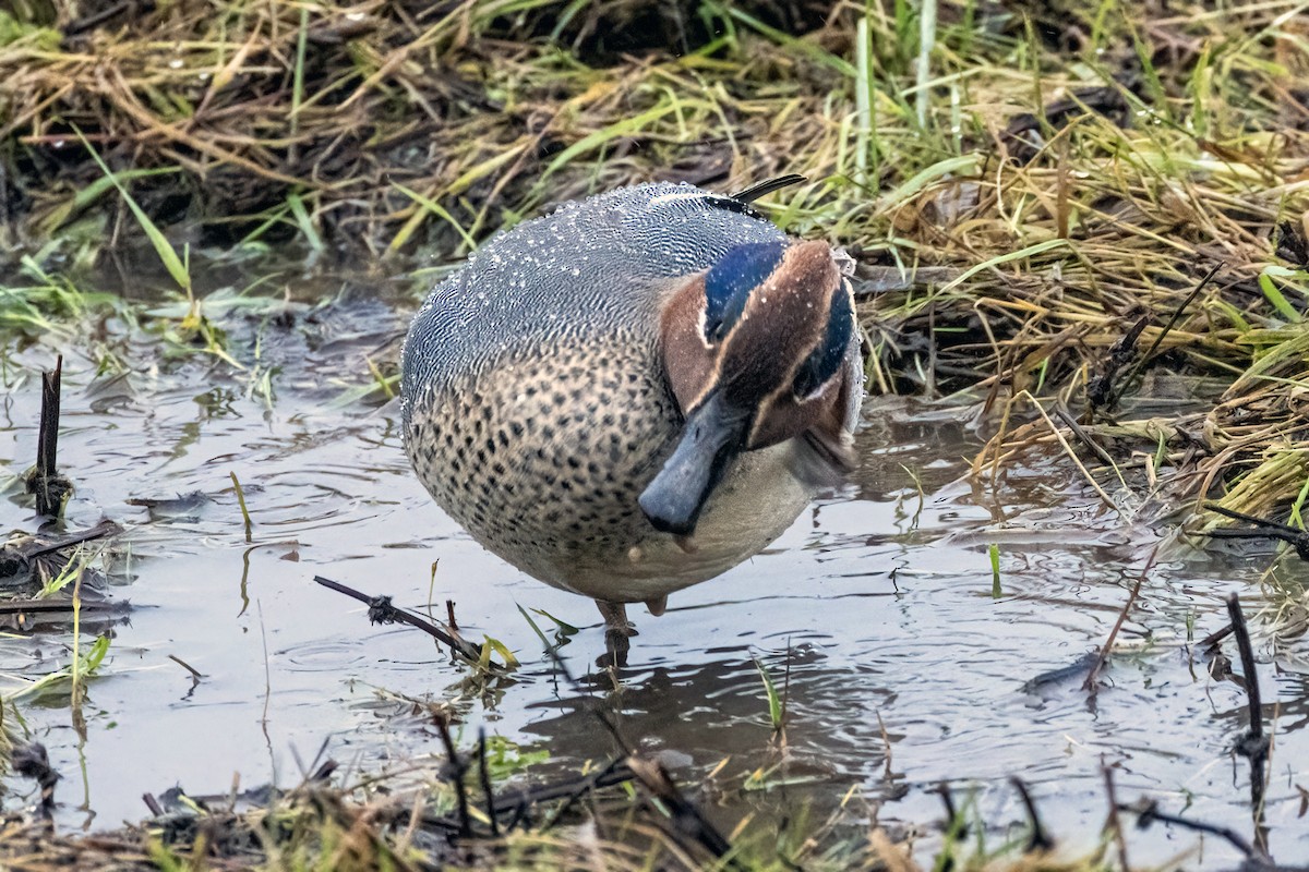 コガモ（亜種 コガモ） - ML647071727