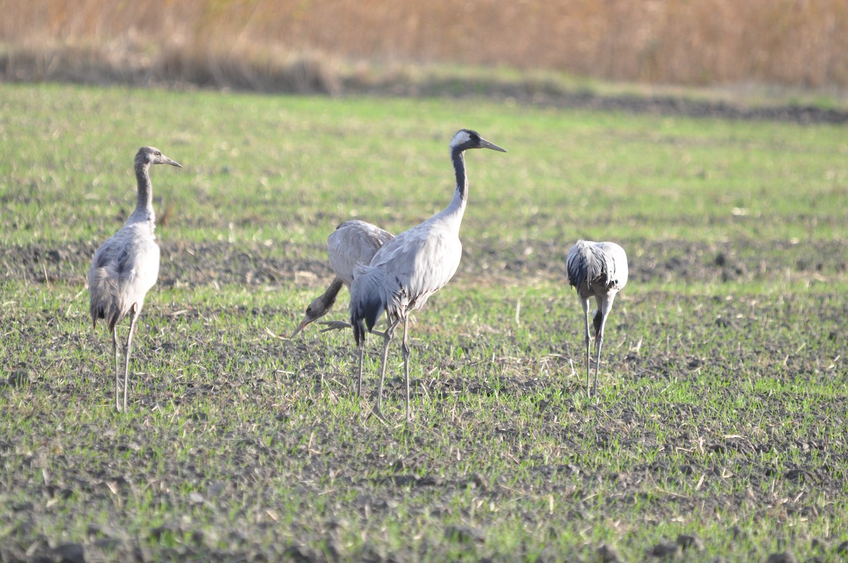 クロヅル - ML647071730