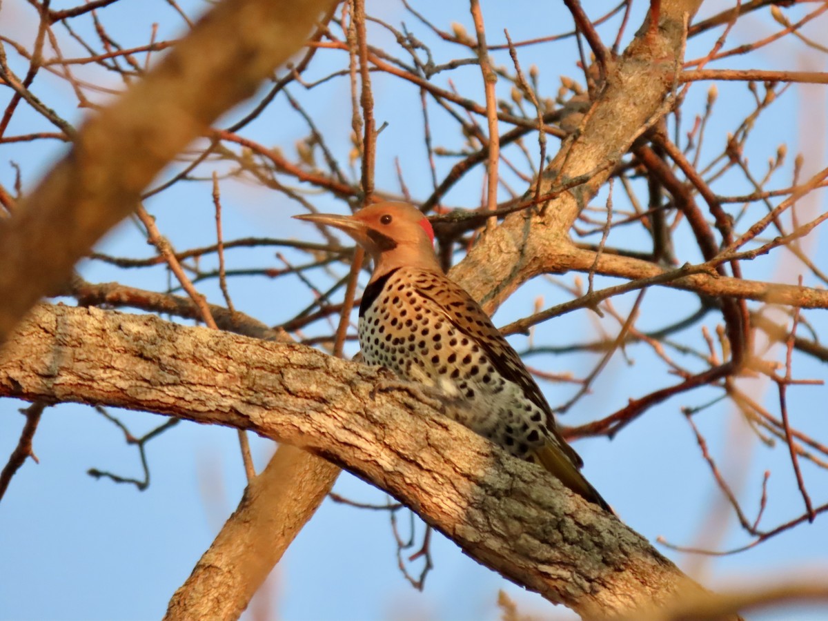 ハシボソキツツキ - ML647071731