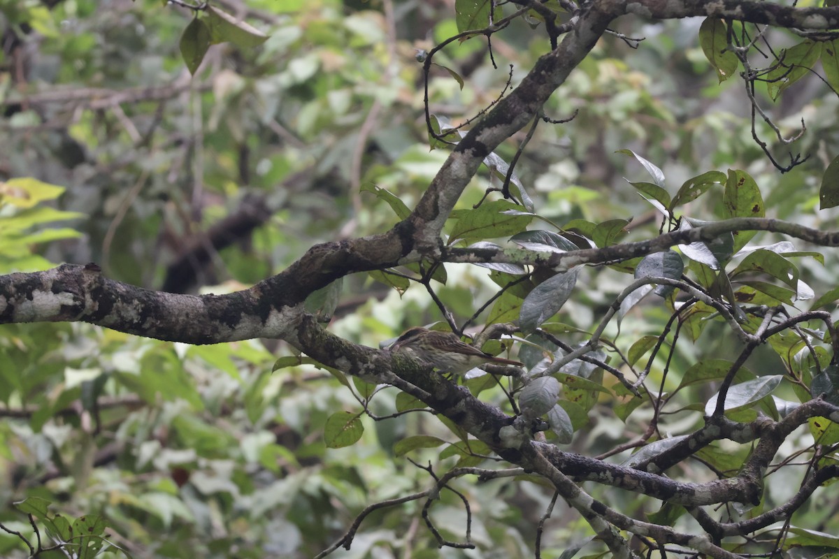 ブチタイランチョウ（maculatus グループ） - ML647071733