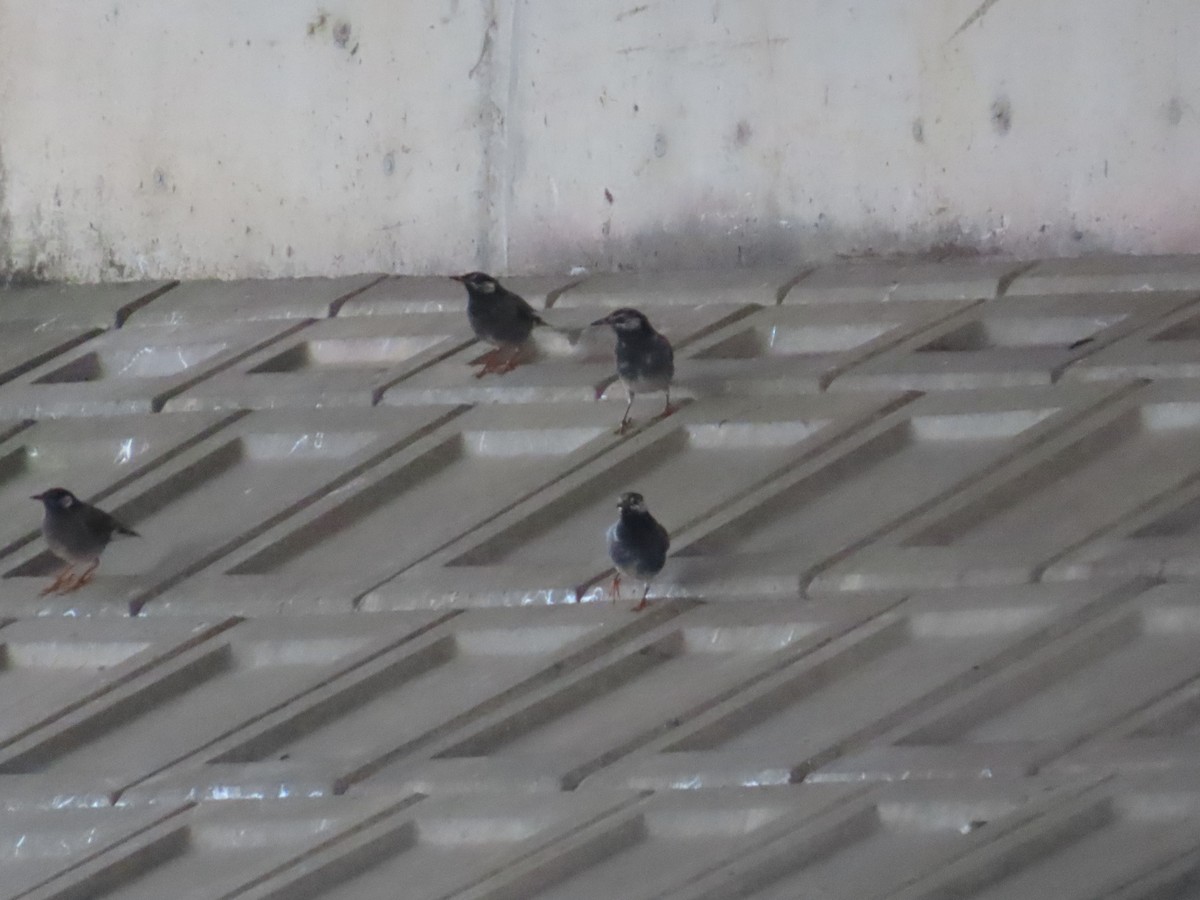 Шпак сірий - ML647071747