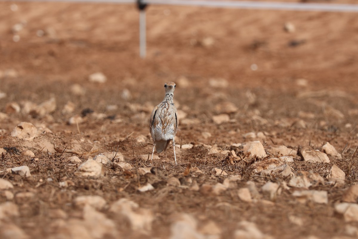 Cream-colored Courser - ML647071749